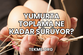 Yumurta Toplama Ne Kadar Sürüyor?