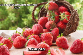 Çilek Bahçesi Kurulum Maliyeti 2025