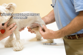 Köpeğe Dokunmak Orucu Bozar mı?