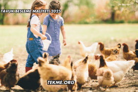 Tavuk Besleme Maliyeti 2025
