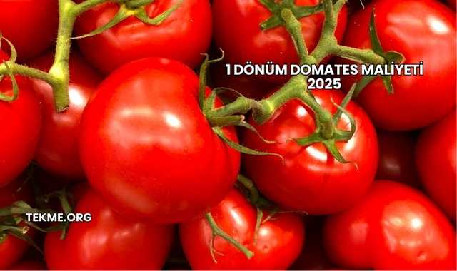 1 Dönüm Domates Maliyeti 2025