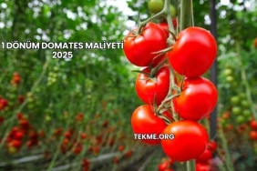 1 Dönüm Domates Maliyeti 2025