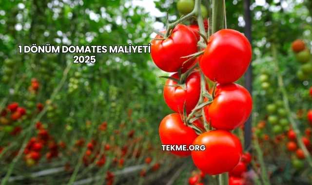1 Dönüm Domates Maliyeti 2025