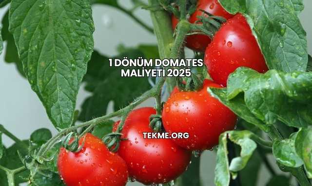 1 Dönüm Domates Maliyeti 2025