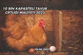 10 Bin Kapasiteli Tavuk Çiftliği Maliyeti 2025