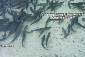 Alabalık Çiftliği Kurmanın Maliyeti 2025