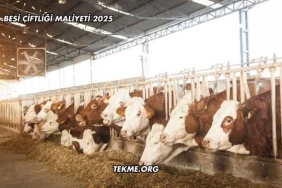 Besi Çiftliği Maliyeti 2025