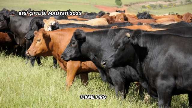 Besi Çiftliği Maliyeti 2025