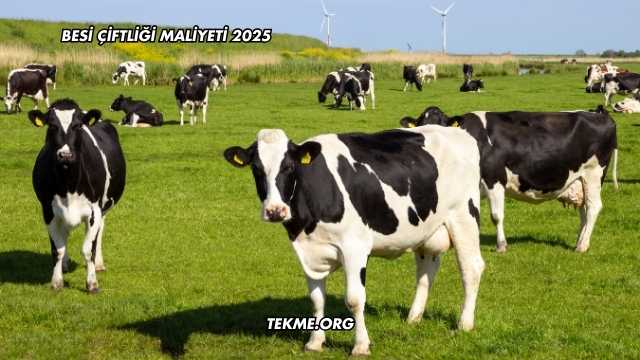 Besi Çiftliği Maliyeti 2025