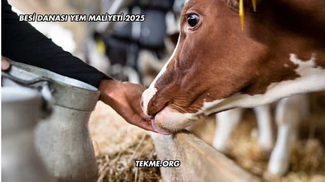 Besi Danası Yem Maliyeti 2025