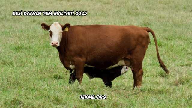 Besi Danası Yem Maliyeti 2025