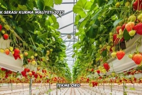 Çilek Serası Kurma Maliyeti 2025