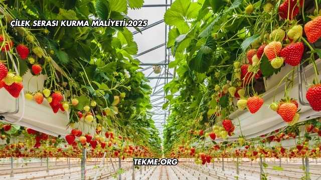 Çilek Serası Kurma Maliyeti 2025