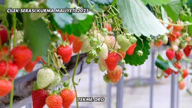 Çilek Serası Kurma Maliyeti 2025