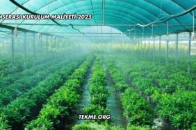 Çilek Serası Kurulum Maliyeti 2025