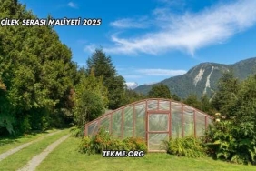 Çilek Serası Maliyeti 2025