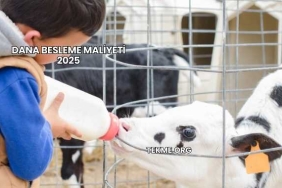 Dana Besleme Maliyeti 2025