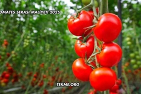 Domates Serası Maliyeti 2025