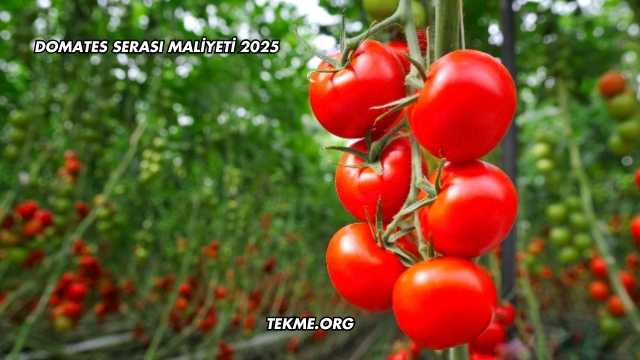 Domates Serası Maliyeti 2025