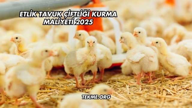 Etlik Tavuk Çiftliği Kurma Maliyeti 2025