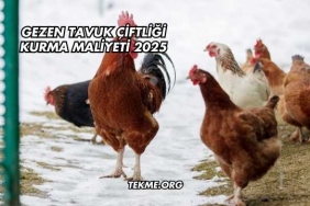 Gezen Tavuk Çiftliği Kurma Maliyeti 2025