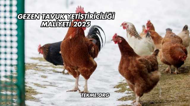 Gezen Tavuk Yetiştiriciliği Maliyeti 2025