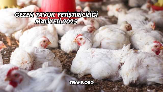 Gezen Tavuk Yetiştiriciliği Maliyeti 2025