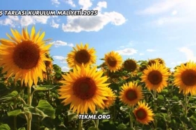 Güneş Tarlası Kurulum Maliyeti 2025