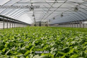 Hidroponik Sera Maliyeti 2025