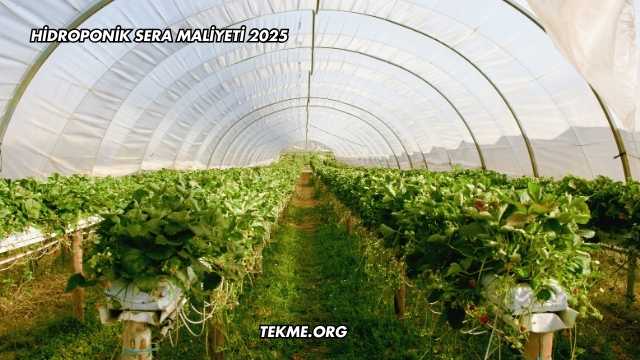 Hidroponik Sera Maliyeti 2025
