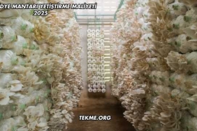 İstiridye Mantarı Yetiştirme Maliyeti 2025