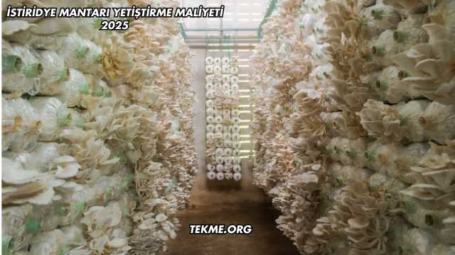 İstiridye Mantarı Yetiştirme Maliyeti 2025