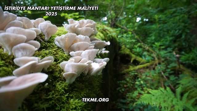 İstiridye Mantarı Yetiştirme Maliyeti 2025