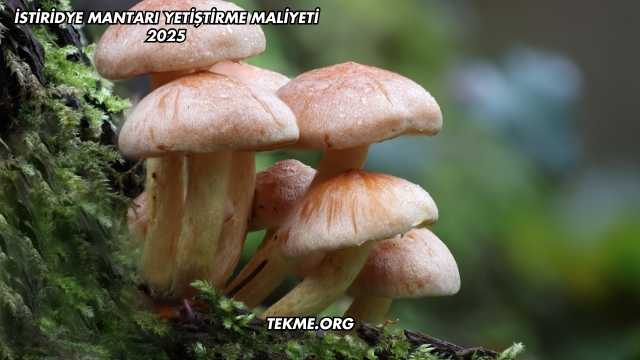 İstiridye Mantarı Yetiştirme Maliyeti 2025