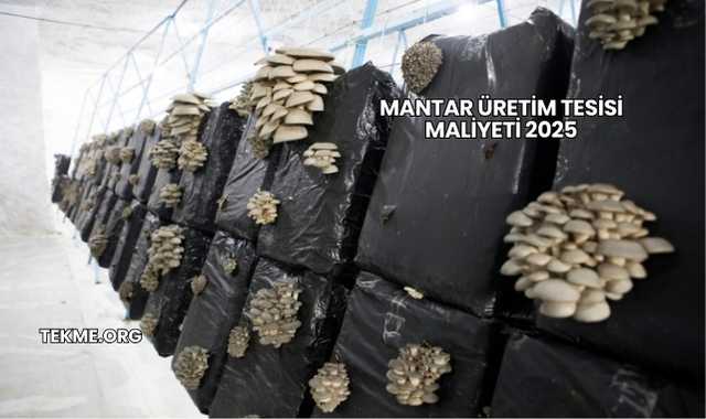 Mantar Üretim Tesisi Maliyeti 2025