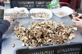 Mantar Üretim Tesisi Maliyeti 2025