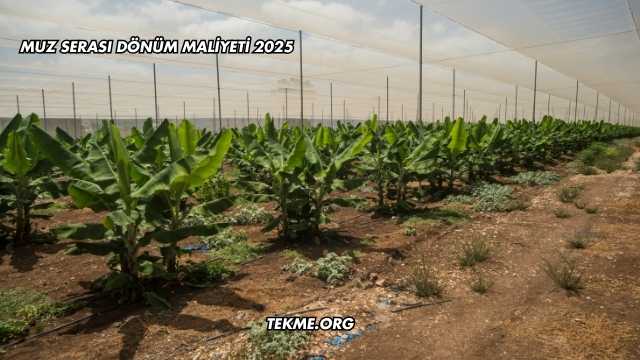 Muz Serası Dönüm Maliyeti 2025