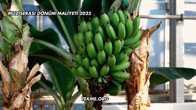 Muz Serası Dönüm Maliyeti 2025