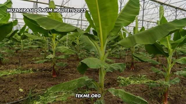 Muz Serası Dönüm Maliyeti 2025