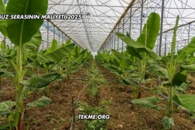 Muz Serasının Maliyeti 2025