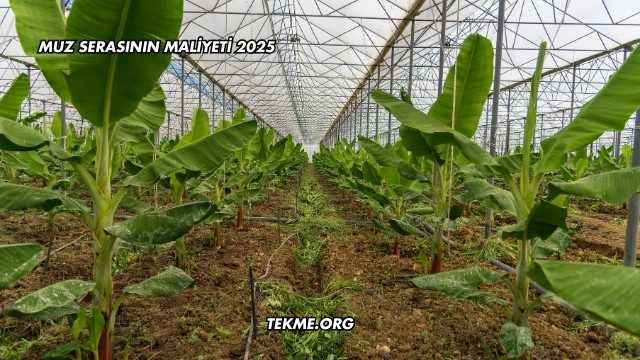 Muz Serasının Maliyeti 2025