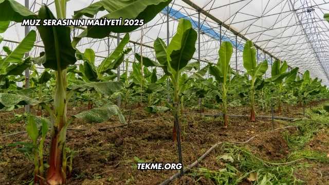 Muz Serasının Maliyeti 2025