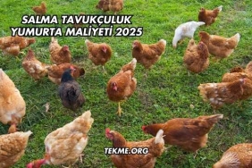 Salma Tavukçuluk Yumurta Maliyeti 2025