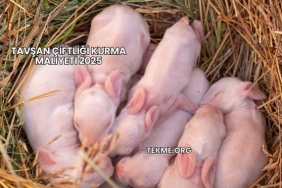 Tavşan Çiftliği Kurma Maliyeti 2025
