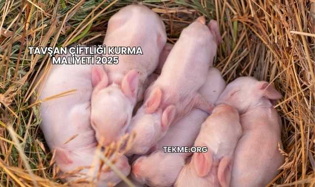Tavşan Çiftliği Kurma Maliyeti 2025