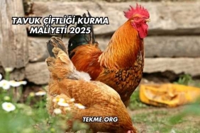 Tavuk Çiftliği Kurma Maliyeti 2025