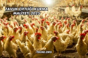 Tavuk Çiftliği Kurma Maliyeti 2025