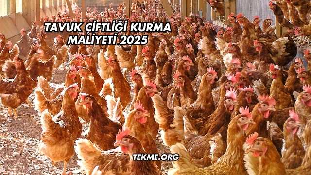 Tavuk Çiftliği Kurma Maliyeti 2025