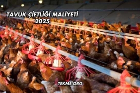 Tavuk Çiftliği Maliyeti 2025