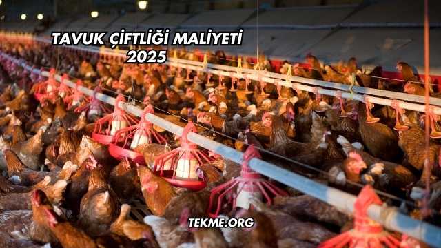 Tavuk Çiftliği Maliyeti 2025